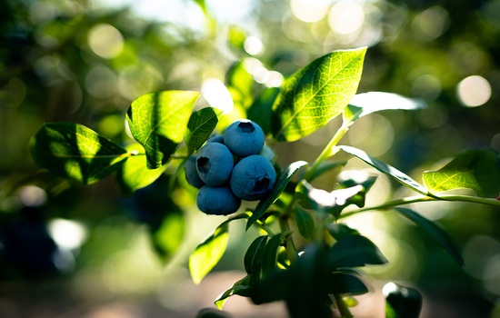 letzte Heidelbeeren am Strauch
