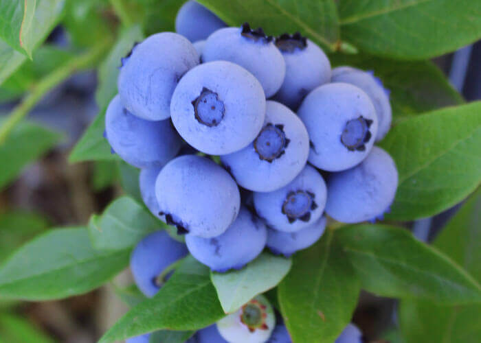 reife Kremmener Heidelbeeren am Strauch