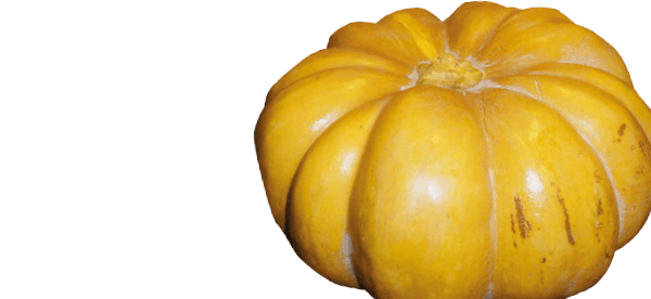 Muskat- / Moschuskürbis - Speisekürbisse